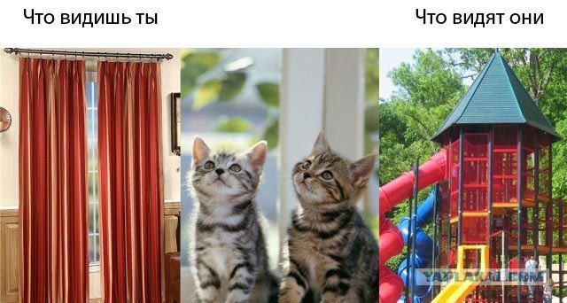 Человеческая реальность VS Животная реальность