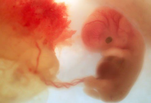 Развитие плода по месяцам : Развитие эмбриона на 12 неделе. 
 
Плод вырастает до размера 6,5 см. В этот период плод начинает делать движения. Матка находится на уровне тазовых костей. С помощью специальных инструментов можно уже прощупать сердцебиение ребенка. Половые органы ребенка становятся более выразительными.