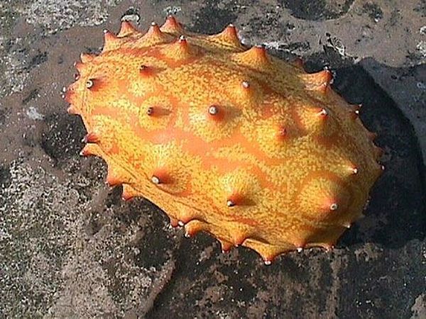 Самые экзотические фрукты и овощи на планете