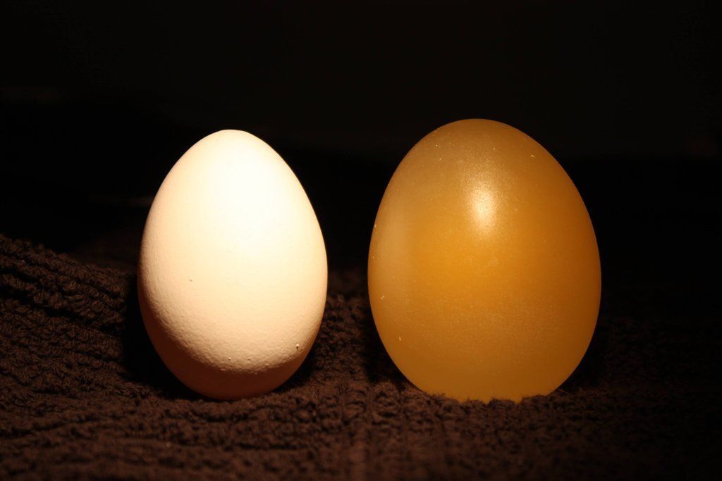 egg10 Эксперимент с яйцом и уксусом