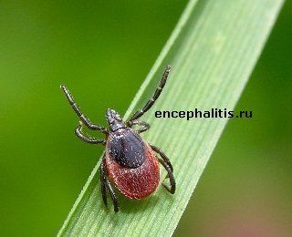 Самка клеща Ixodes Ricinus