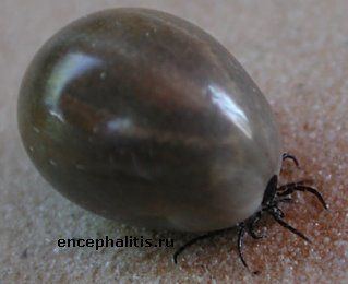 Самка клеща Ixodes Ricinus после кровососания