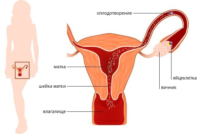 Как происходит оплодотворение