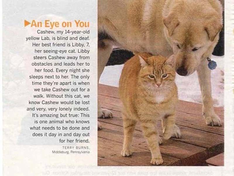 cute 46 Самые мимимишные зверушки из тех, что вы видели