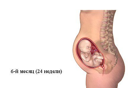 очень интересная статья с картинками.6-й месяц беременности