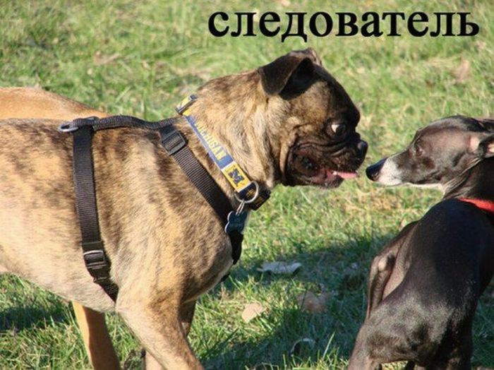 Представители разных профессий, реинкарнировавшие в собак Представители разных профессий, реинкарнировавшие в собак
