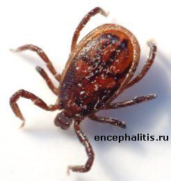 Самец Ixodes Ricinus