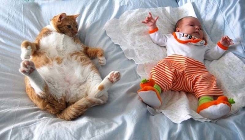 cute 27 Самые мимимишные зверушки из тех, что вы видели
