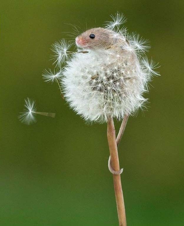 cute 77 Самые мимимишные зверушки из тех, что вы видели