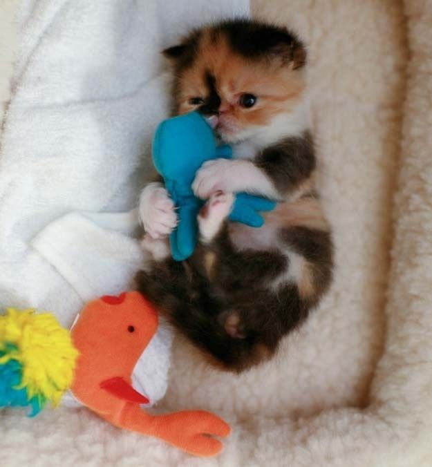 cute 68 Самые мимимишные зверушки из тех, что вы видели