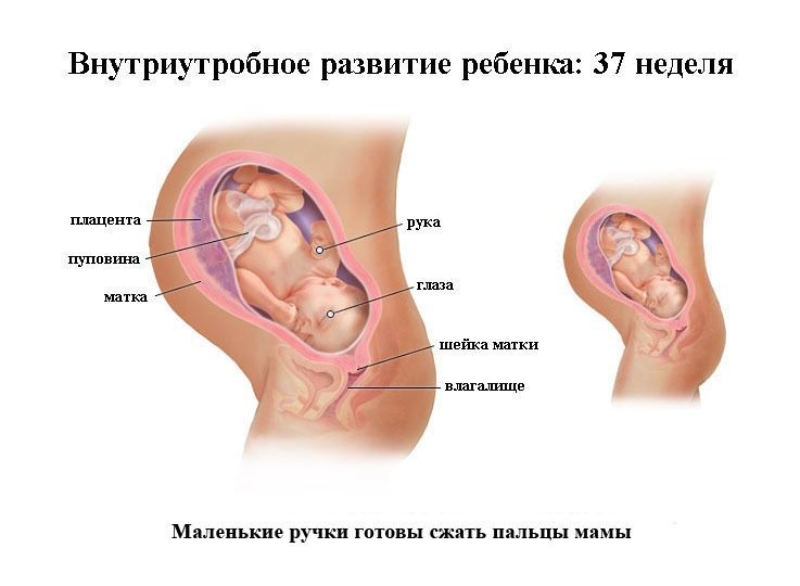 беременность 37 недель, беременность 38 недель, беременность 39 недель, беременность 40 недель