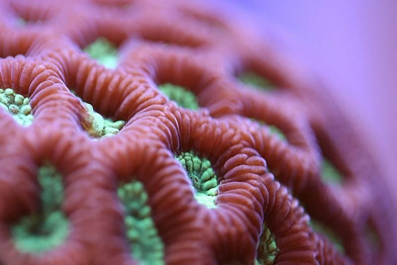 macroshots05 Удивительная макросъемка кораллов