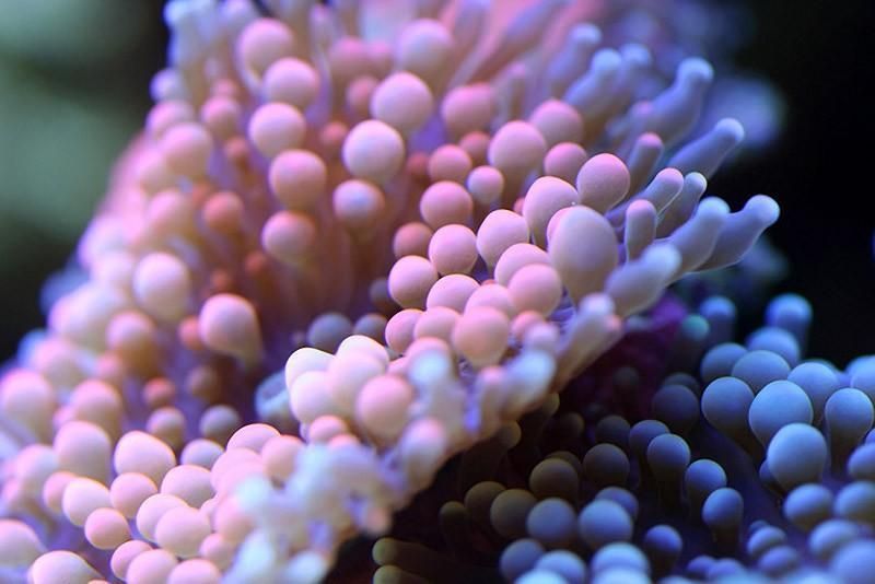 macroshots06 Удивительная макросъемка кораллов