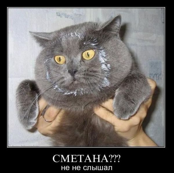 Демотиваторы (51 фото)