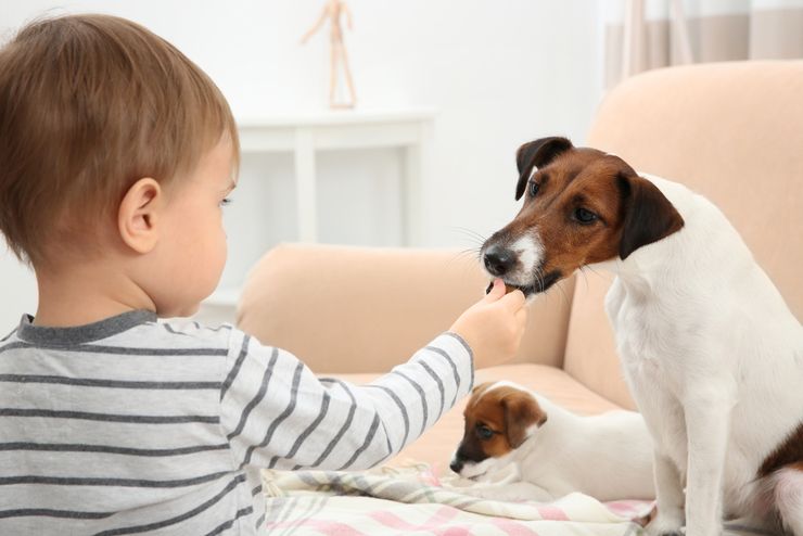 Аллергия на собак у детей