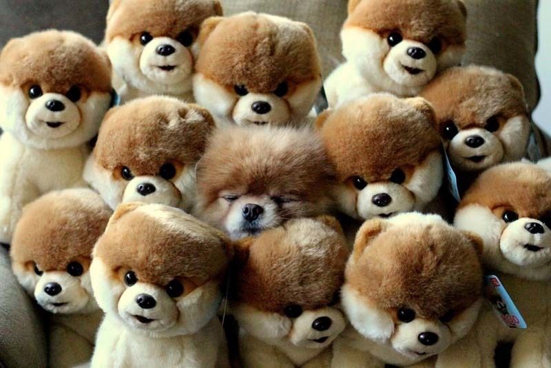 cute 15 Самые мимимишные зверушки из тех, что вы видели
