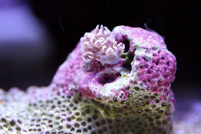 macroshots08 Удивительная макросъемка кораллов
