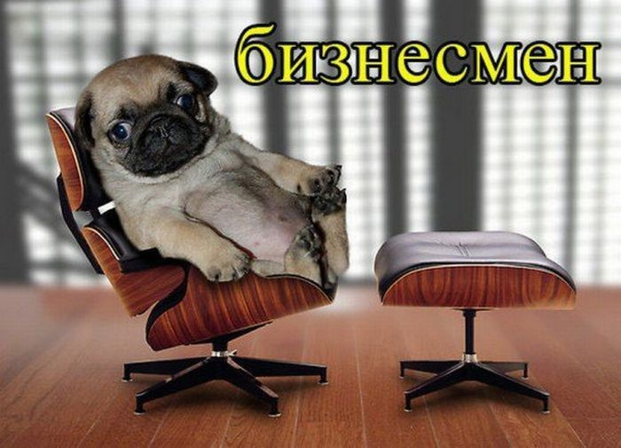 Представители разных профессий, реинкарнировавшие в собак Представители разных профессий, реинкарнировавшие в собак
