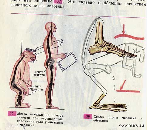 Школьные извращения над учебником биологии (33 фото)