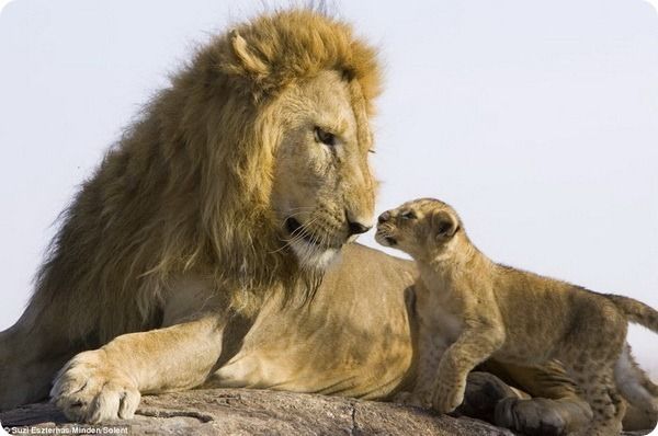Лев кусает львицу за хвост фото