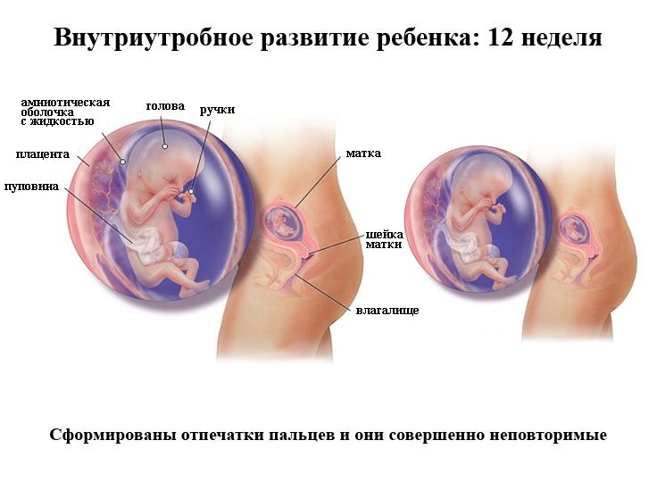 12 неделя беременности