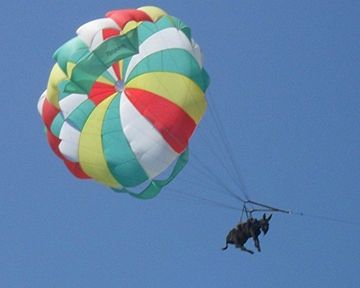 В России на побережье Азовского моря осла &amp;quot;покатали&amp;quot; на парашюте