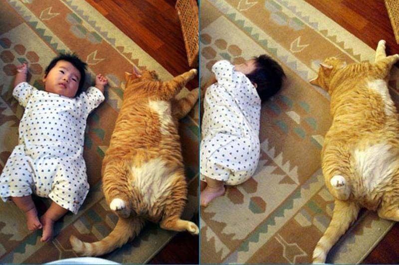 cute 29 Самые мимимишные зверушки из тех, что вы видели
