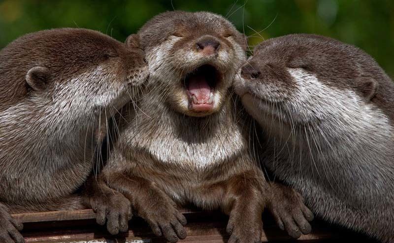 cute 2 Самые мимимишные зверушки из тех, что вы видели