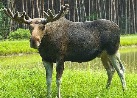 Любовь и секс в мире животных / shutterstock.com
