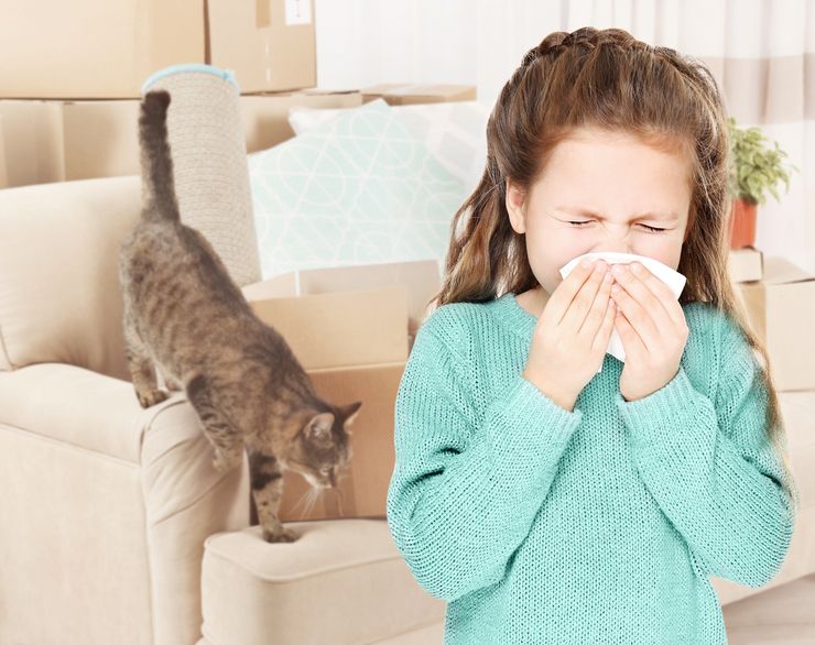 Аллергия на кошек у детей