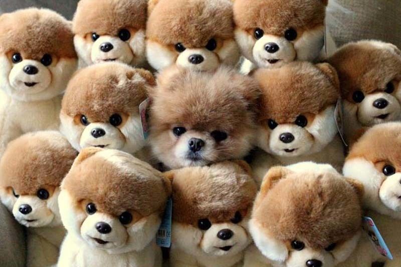cute 14 Самые мимимишные зверушки из тех, что вы видели
