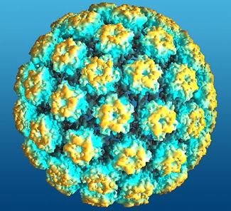 Баллада о вирусе папилломы человека