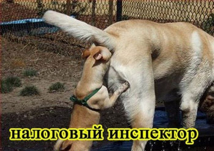 Представители разных профессий, реинкарнировавшие в собак Представители разных профессий, реинкарнировавшие в собак