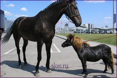 Мини-хорс