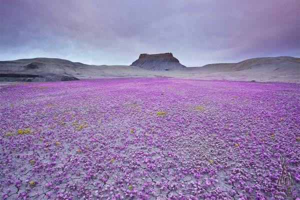 Впечатляющие фотографии года!