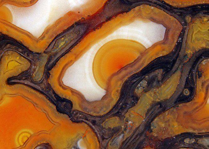 Конкурс микро-фотографий Nikon Small World 2011