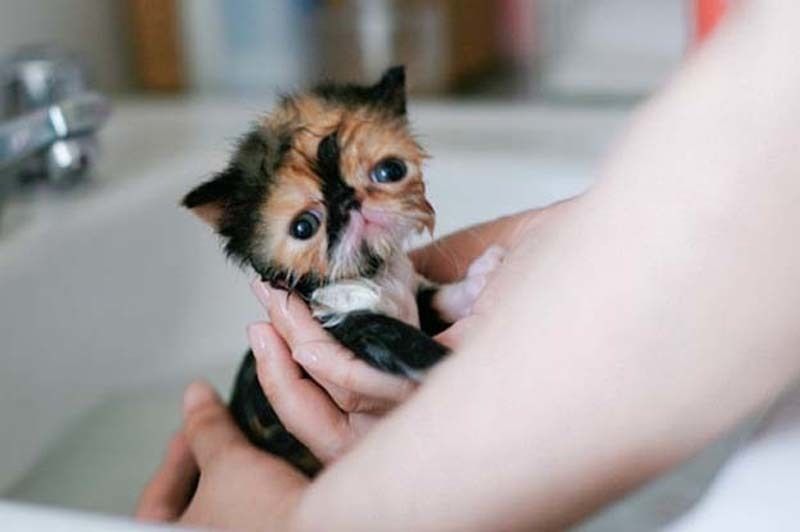 cute 71 Самые мимимишные зверушки из тех, что вы видели