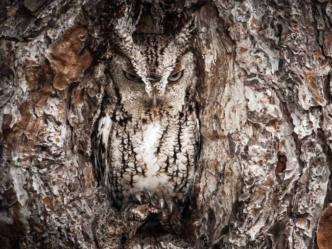 Зверские шедевры National Geographic