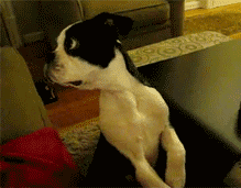 https://29.media.tumblr.com/tumblr_lxsbpsWLwW1rnq3i2o1_250.gif
