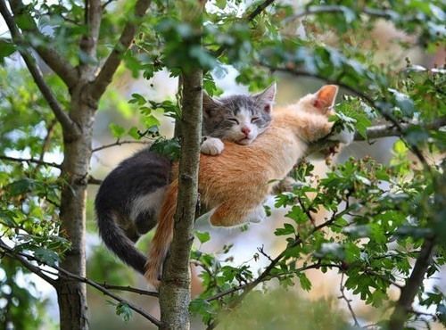 Кошачья умора (33 фото)