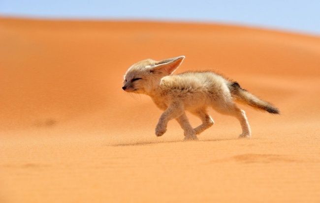 Зверские шедевры National Geographic