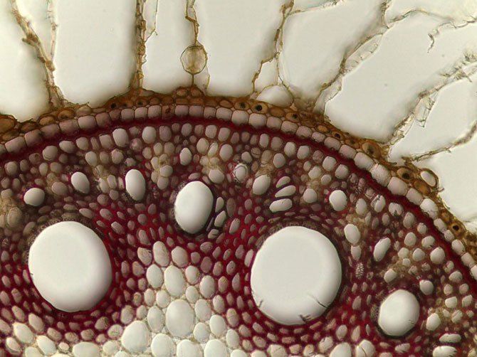 Конкурс микро-фотографий Nikon Small World 2011