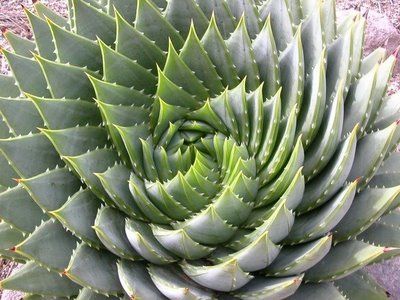 3726295_golden_spiral_cactus (400x300, 39Kb)