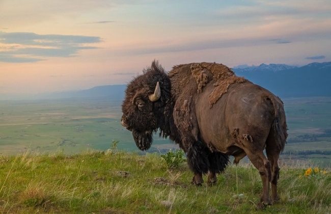 Зверские шедевры National Geographic