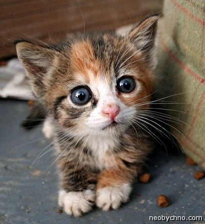 котенок с большими глазами