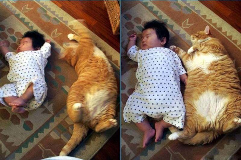 cute 30 Самые мимимишные зверушки из тех, что вы видели