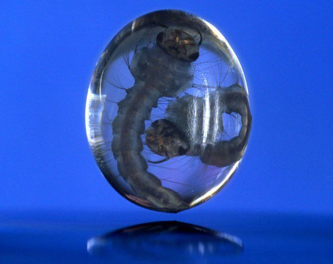 Конкурс микро-фотографий Nikon Small World 2011