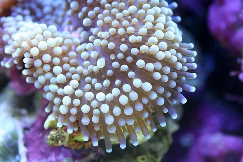 macroshots07 Удивительная макросъемка кораллов