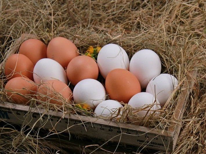 Нутрициолог рассказал, сколько яиц в день можно есть, чтобы не навредить организму