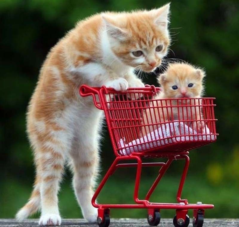 cute 1 Самые мимимишные зверушки из тех, что вы видели